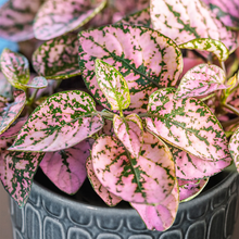 Load image into Gallery viewer, Unwins Houseplant Seeds Range
