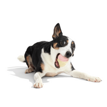 Load image into Gallery viewer, Bark I-Squeak Cone Dog Toy

