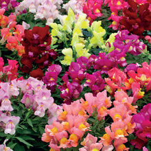 Load image into Gallery viewer, Antirrhinum Snappy Mix
