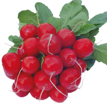 Load image into Gallery viewer, Radish Celesta F1 AGM
