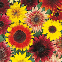 Load image into Gallery viewer, Sunflower Vincent&#39;s Mix
