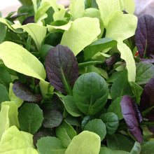 Load image into Gallery viewer, MicroGreens Pak Choi Colour Crunch Mix
