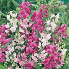 Load image into Gallery viewer, Unwins Scented Garden Seed Bundle
