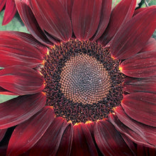 Load image into Gallery viewer, Sunflower Rouge Royale
