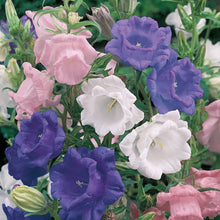 Load image into Gallery viewer, Canterbury Bells Cup &amp; Saucer
