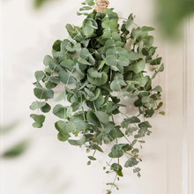 Load image into Gallery viewer, Unwins Houseplant Seeds Range
