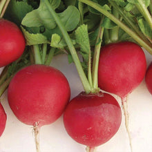Load image into Gallery viewer, Radish Annabel F1
