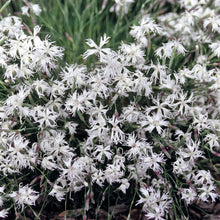 Load image into Gallery viewer, Alpine Dianthus Little Maiden
