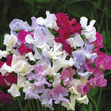 Load image into Gallery viewer, Unwins Sweet Pea Seed Lovers Bundle
