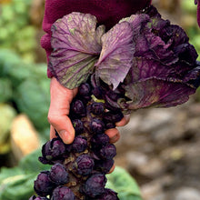 Load image into Gallery viewer, Unwins Sunday Roast Veg Seed Bundle
