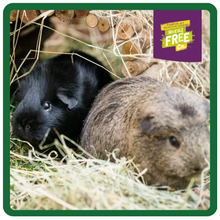 Load image into Gallery viewer, Burgess Excel Guinea Pig Nuggets Blackcurrant &amp; Oregano 10kg
