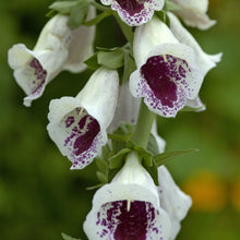 Load image into Gallery viewer, Foxglove Bubbly Pink F1
