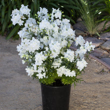 Load image into Gallery viewer, Delphinium Hunky Dory White F1
