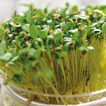 Load image into Gallery viewer, MicroGreens Fenugreek
