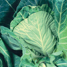 Load image into Gallery viewer, Cabbage (Spring Greens) Winter Special
