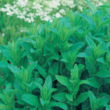 Load image into Gallery viewer, Unwins Herbal Tea Seed Bundle
