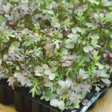 Load image into Gallery viewer, MicroGreens Mustard Red Frills

