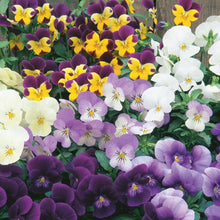 Load image into Gallery viewer, Viola Spring Sherbets
