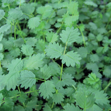 Load image into Gallery viewer, Herb Salad Burnet
