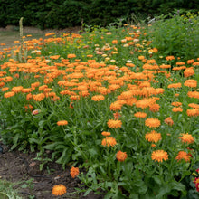 Load image into Gallery viewer, Calendula Needles And Pins
