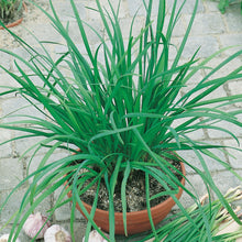 Load image into Gallery viewer, Herb Garlic Chives

