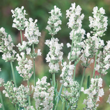 Load image into Gallery viewer, Lavender Ellagance Ice
