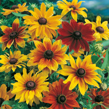 Load image into Gallery viewer, Rudbeckia Dwarf Rustic
