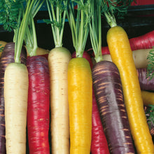 Load image into Gallery viewer, Carrot Rainbow Mix F1
