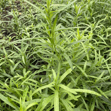 Load image into Gallery viewer, Herb Tarragon

