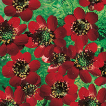 Load image into Gallery viewer, Pheasant&#39;s Eye Scarlet Chalice
