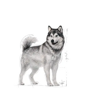 Load image into Gallery viewer, Royal Canin CCN Maxi Joint Care 10kg
