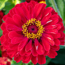 Load image into Gallery viewer, Zinnia Dahlia-flowered Scarlet Flame
