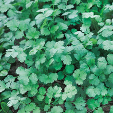 Load image into Gallery viewer, MicroGreens Coriander
