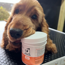 Load image into Gallery viewer, Our Dogs Life Single-Use Pre-Soaked Aloe Vera Wipes
