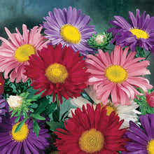 Load image into Gallery viewer, Aster China Mix
