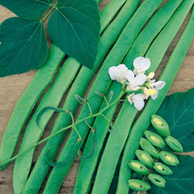 Load image into Gallery viewer, Runner Bean White Lady
