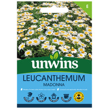 Load image into Gallery viewer, Leucanthemum Madonna

