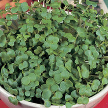 Load image into Gallery viewer, Herb Mustard Fine White
