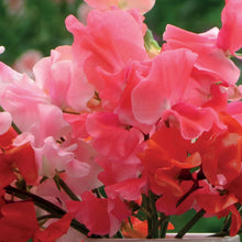 Load image into Gallery viewer, Sweet Pea Peach Melba Mix
