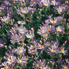 Load image into Gallery viewer, Aster Rudolph Goethe
