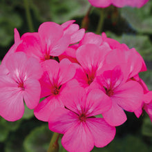 Load image into Gallery viewer, Geranium Horizon Neon Rose
