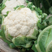 Load image into Gallery viewer, Cauliflower Triomphant
