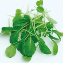 Load image into Gallery viewer, MicroGreens Rocket Victoria
