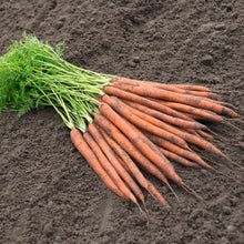 Load image into Gallery viewer, Carrot Pittsburgh
