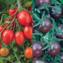 Load image into Gallery viewer, Tomato Modern Classic Collection Pack
