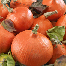 Load image into Gallery viewer, Squash (Winter) Uchiki Kuri
