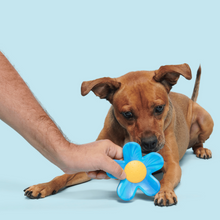 Load image into Gallery viewer, Bark Blue Power Flower Dog Toy
