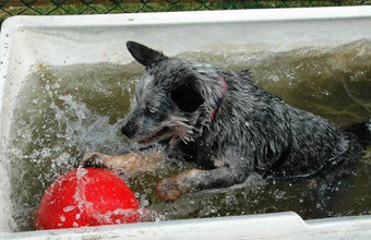 Load image into Gallery viewer, Company Of Animals Boomer Ball Dog Toy Assorted Colours All Sizes
