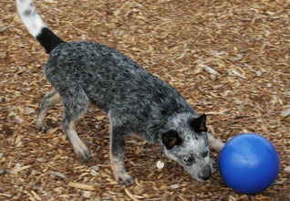 Load image into Gallery viewer, Company Of Animals Boomer Ball Dog Toy Assorted Colours All Sizes
