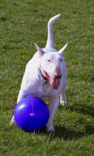 Boomer ball 8 hotsell
